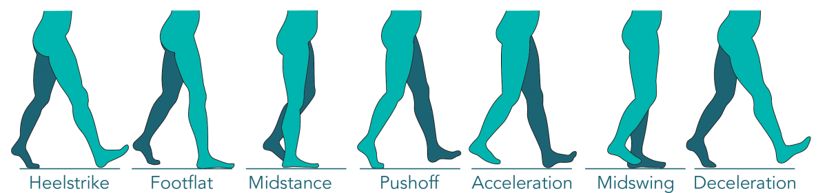 Stance and swing deals phase of gait